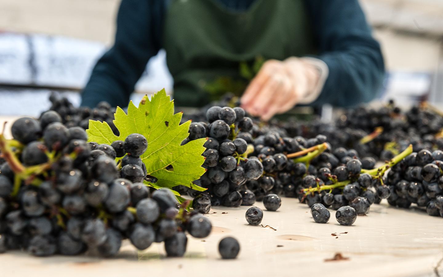 <p>Une culture raisonnée<br />
de nos vignobles<br />
 </p>